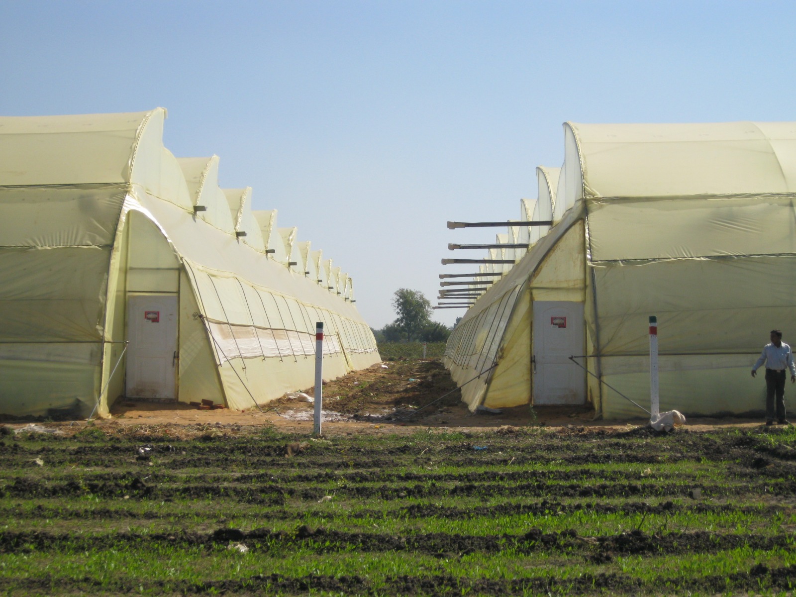 Greenhouse Project 41